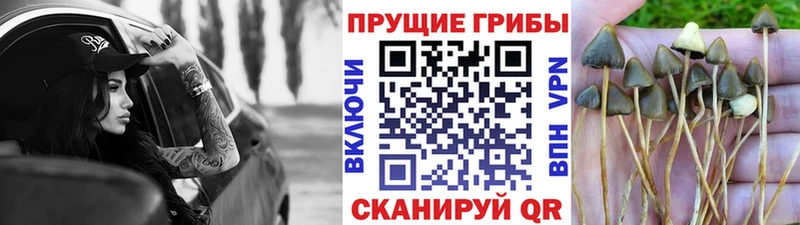 Галлюциногенные грибы прущие грибы  цены наркотик  Усмань 